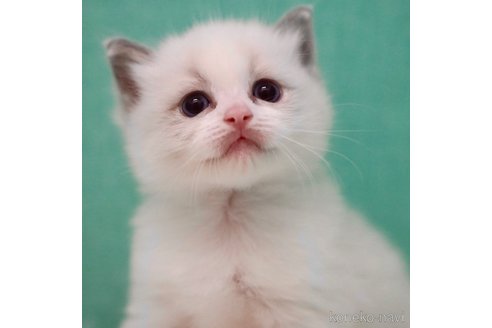 成約済の東京都のラグドール-91209の5枚目